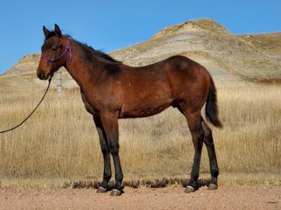 Paddys Gin Pepto JW <BR> AQHA 6165955